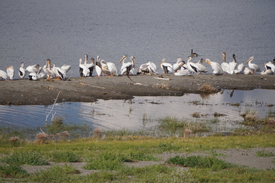 Upstream solutions lead to downstream problems for Tribal plants and animals