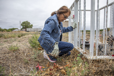 Lucilla Cisneros pulls tumbleweeds from the cage around the older graves in the churchyard.