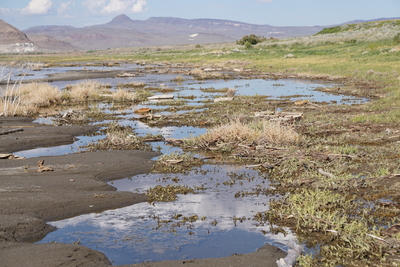 Upstream solutions lead to downstream problems for Tribal plants and animals